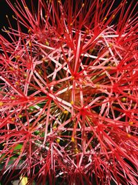 Close up of cactus plant