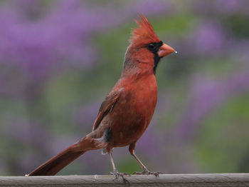 Close-up of bird perching on wood