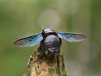 Close-up of butterfly perching on leaf