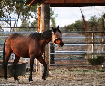 Horse standing at farm