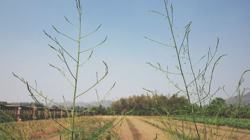 Scenic view of field against clear sky