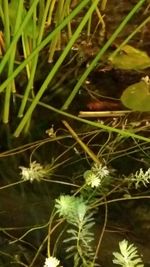 Close-up of fresh green plant