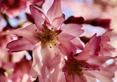 Close-up of pink cherry blossom
