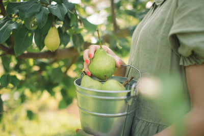 Close-up of hand holding apple in container