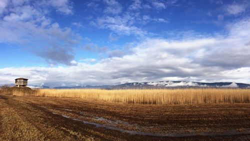 Scenic view of agricultural field against sky