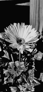 Close-up of white flowering plant