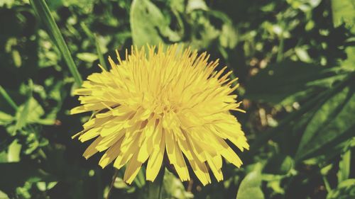 Close-up of yellow dandelion flower