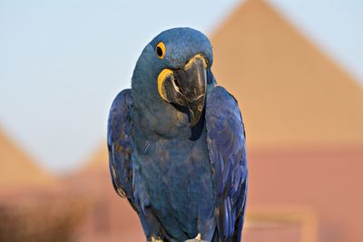 Close-up of a macaw parrot. 