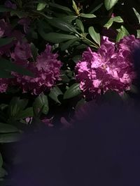 Close-up of flowers and leaves