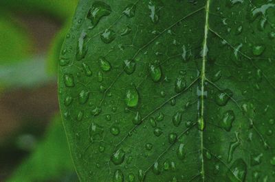 Close-up of wet plant leaves during rainy season