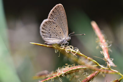 Close-up of butterfly pollinating flower