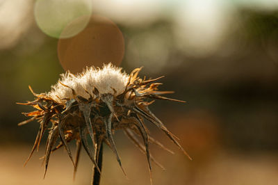 Close-up of wilted plant