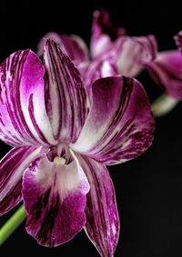 Close-up of pink flowers blooming against black background