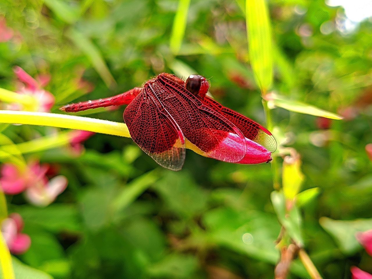 CLOSE-UP OF BUTTERFLY POLLINATING ON PINK FLOWER