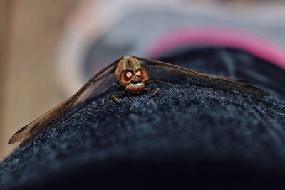 Close-up of insect