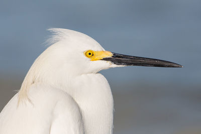 Close-up of a bird