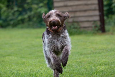 Portrait of dog running on field