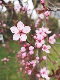 Close-up of pink cherry blossoms in spring