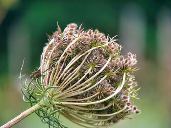 Close-up of wilted plant