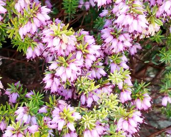 Close-up of pink flowers blooming outdoors