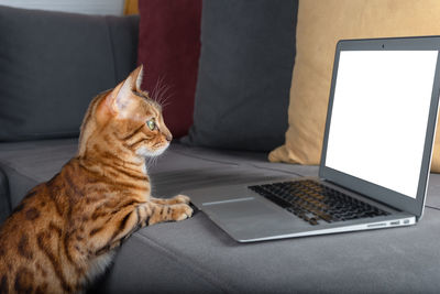 Bengal cat looks at a mock-up of a white laptop screen, online training on a pc, e-learning