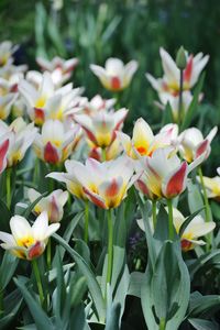 Close-up of white flowering plants