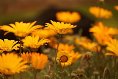 Close-up of yellow daisy flowers blooming on field