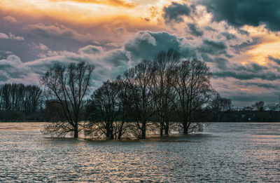 Bare trees by plants against sky during sunset