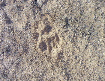 High angle view of footprints on sand