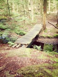 Road passing through forest