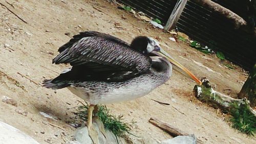 Bird in water