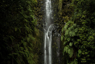 Waterfall in the forests of madeira, portugal