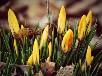 Close-up of yellow flowers