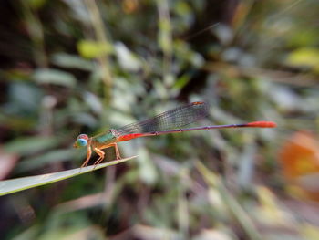 Close-up of dragonfly on plant