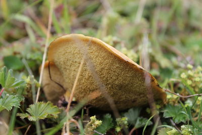 Close-up of mushroom in grass