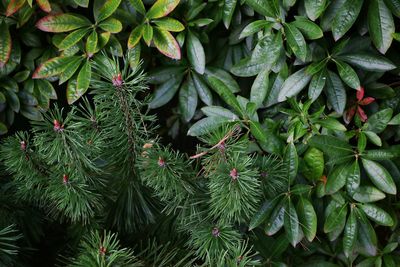 Close-up of leaves