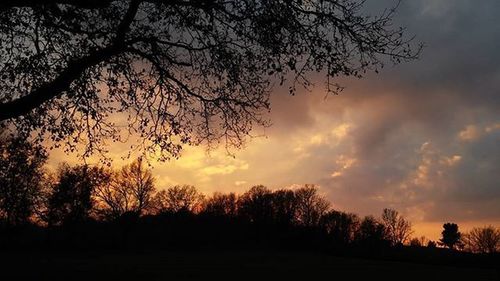 Silhouette of trees at sunset