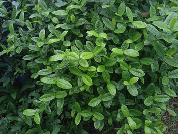 Full frame shot of green leaves