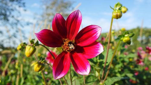 Close-up of honey bee on pink flowering plant