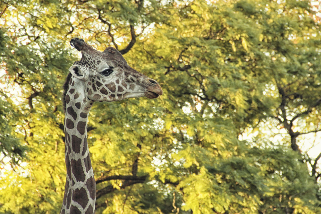 VIEW OF GIRAFFE AGAINST TREE