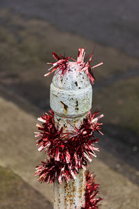 High angle view of red plant on rock