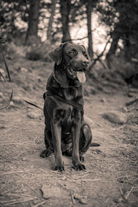 My pet chocolate labrador dog looking down and sitting down posing for a photo in black and white