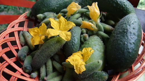 Close-up of yellow flower