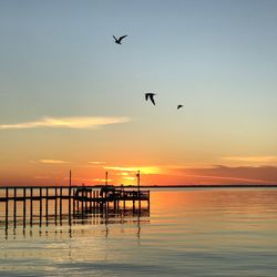 Silhouette birds flying over sea against clear sky