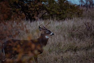 Deer standing on field