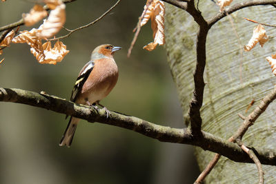 Close-up of bird perching on branch