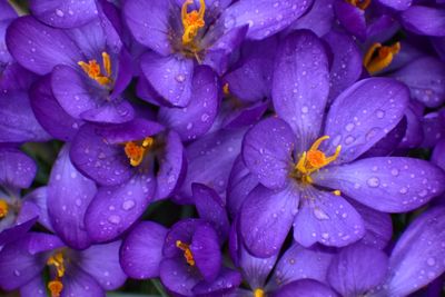 Crocus flowers