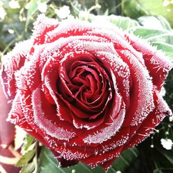 Close-up of red rose