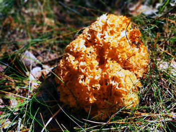 Close-up of mushroom growing on field