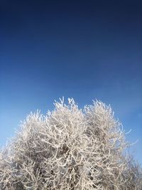 Low angle view of plants against clear blue sky